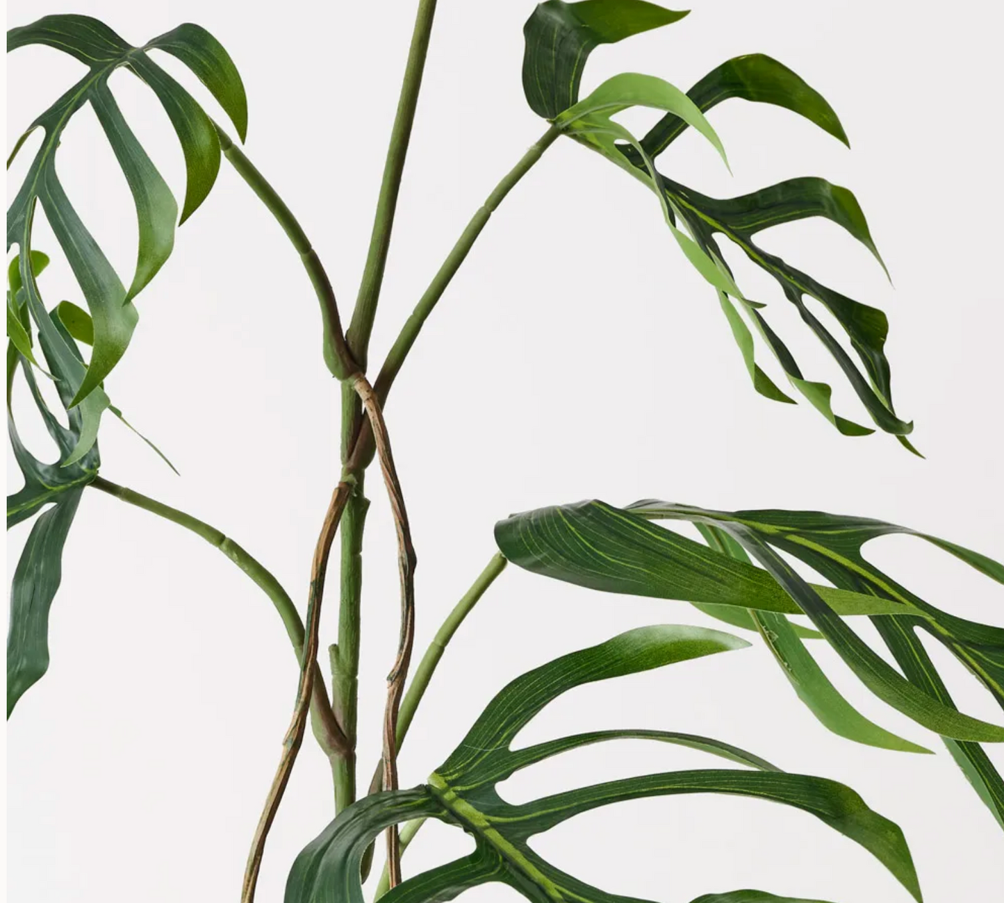 Monstera Delacerata Ramo H 142cm EDG - Enzo De Gasperi