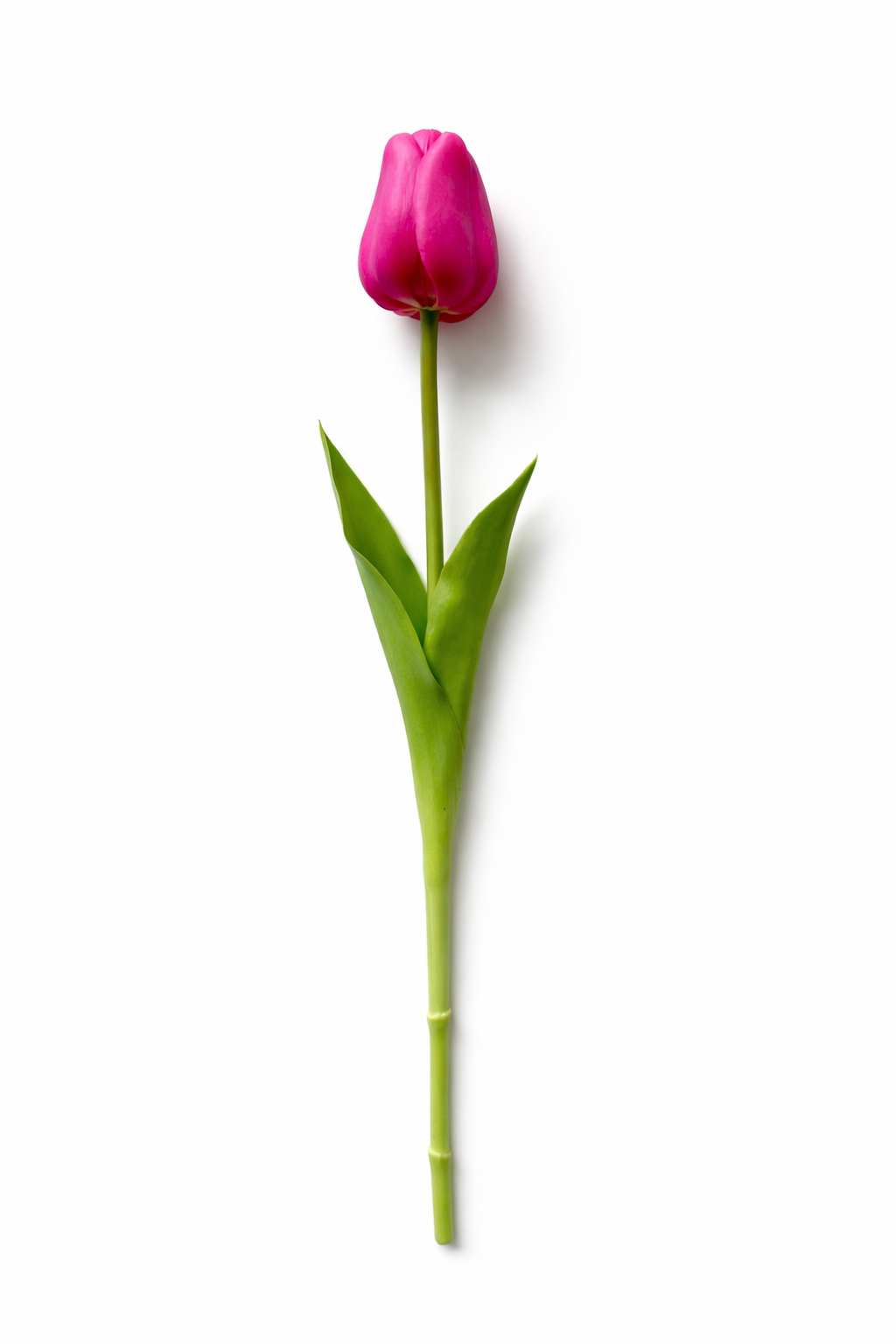 Tulipano Icona Bellomia – Stelo Singolo Soft Touch 45 cm
