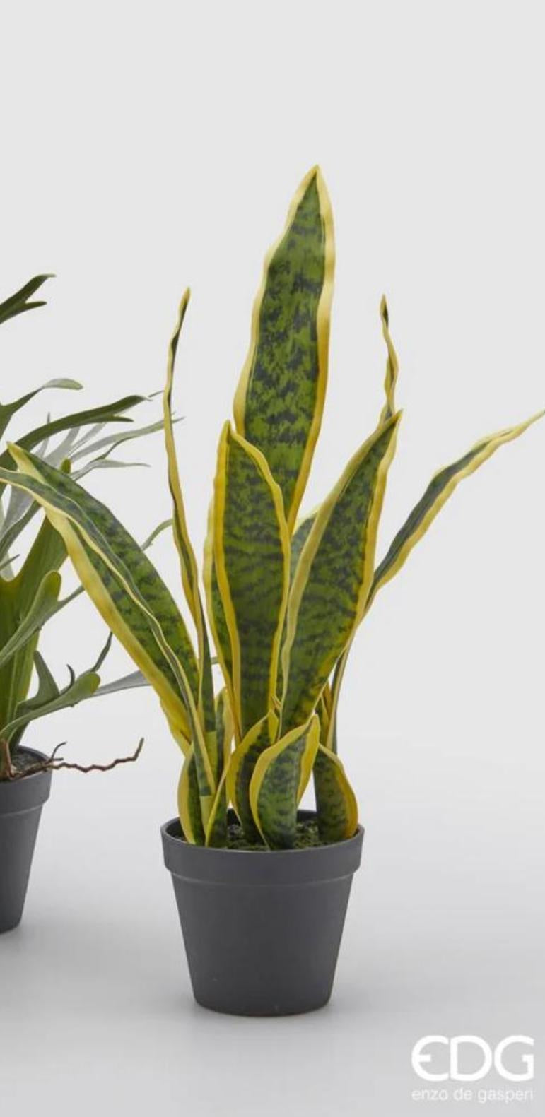 Sanseveria Pianta West con Vaso H54cm EDG - Enzo De Gasperi