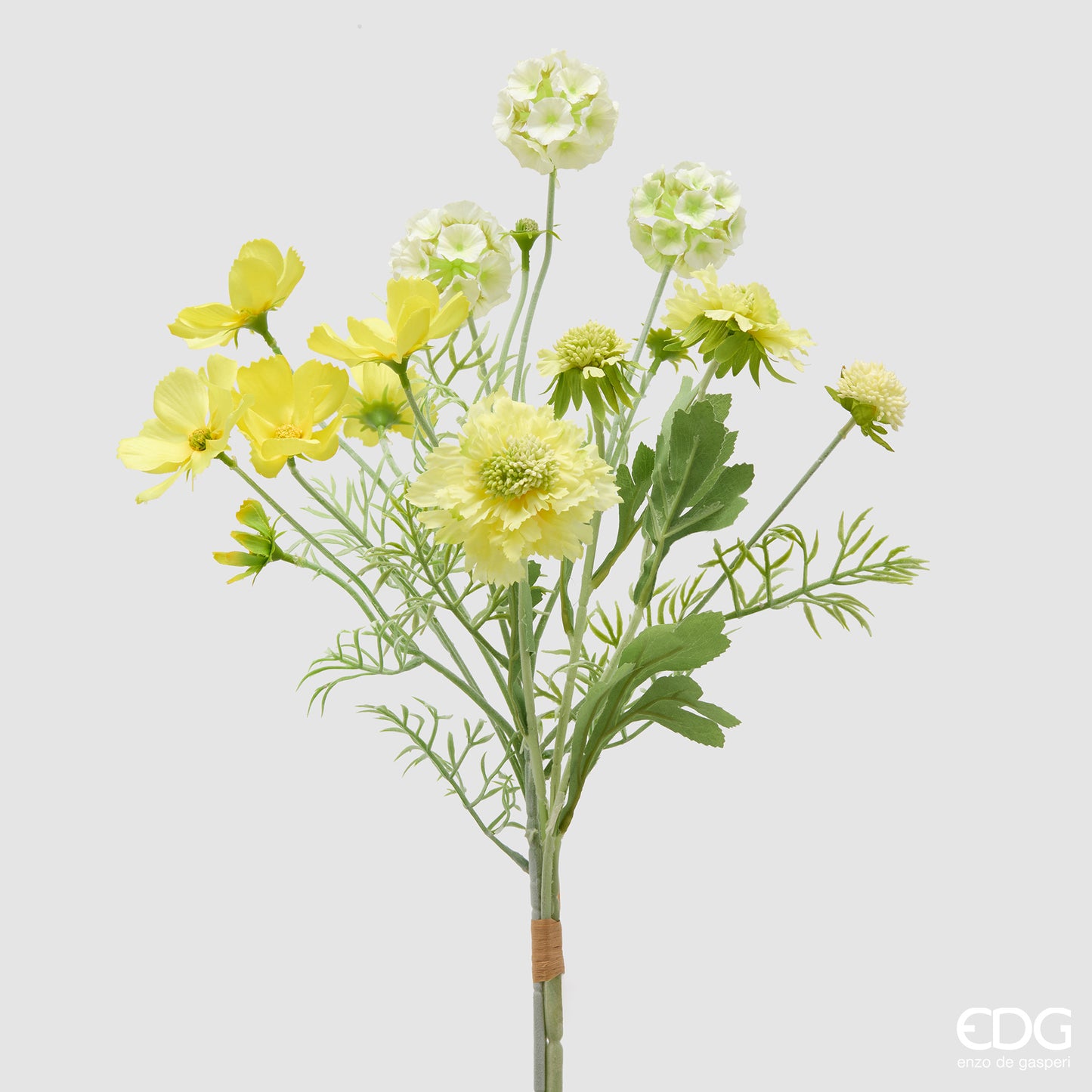 Scabiosa Cespuglio H62 C6 Gialla EDG - Enzo De Gasperi