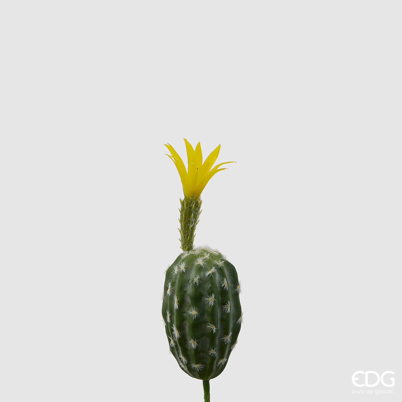 Cactus Riccio con fiore - Green White H25CM -EDG - Enzo De Gasperi