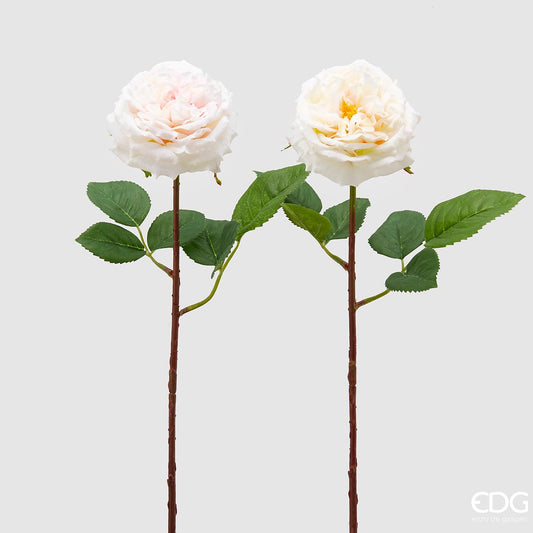 Rosa Alma Olis H48 Cm - EDG - Enzo De Gasperi