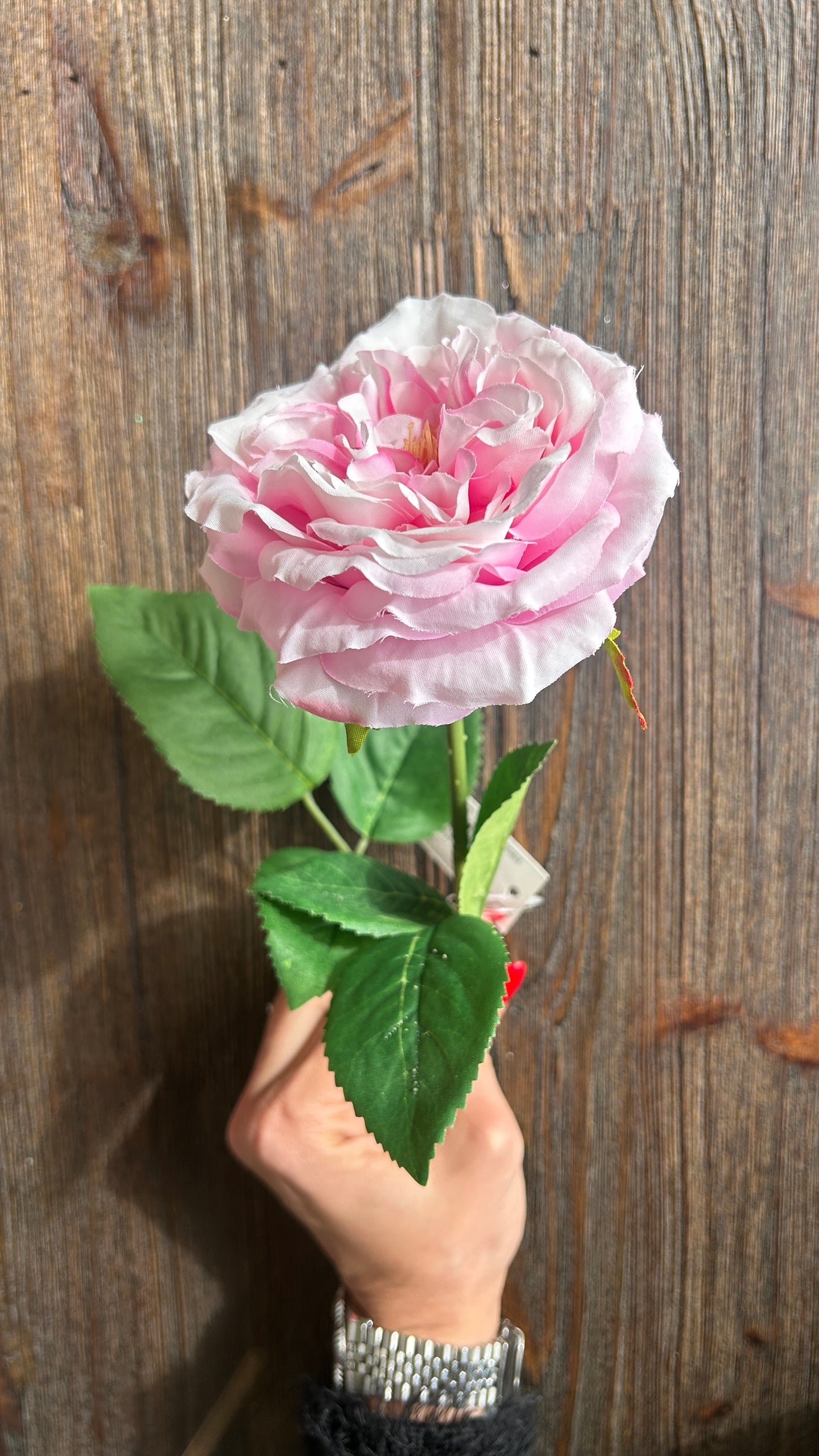 Rosa Alma Olis H48 Cm - EDG - Enzo De Gasperi
