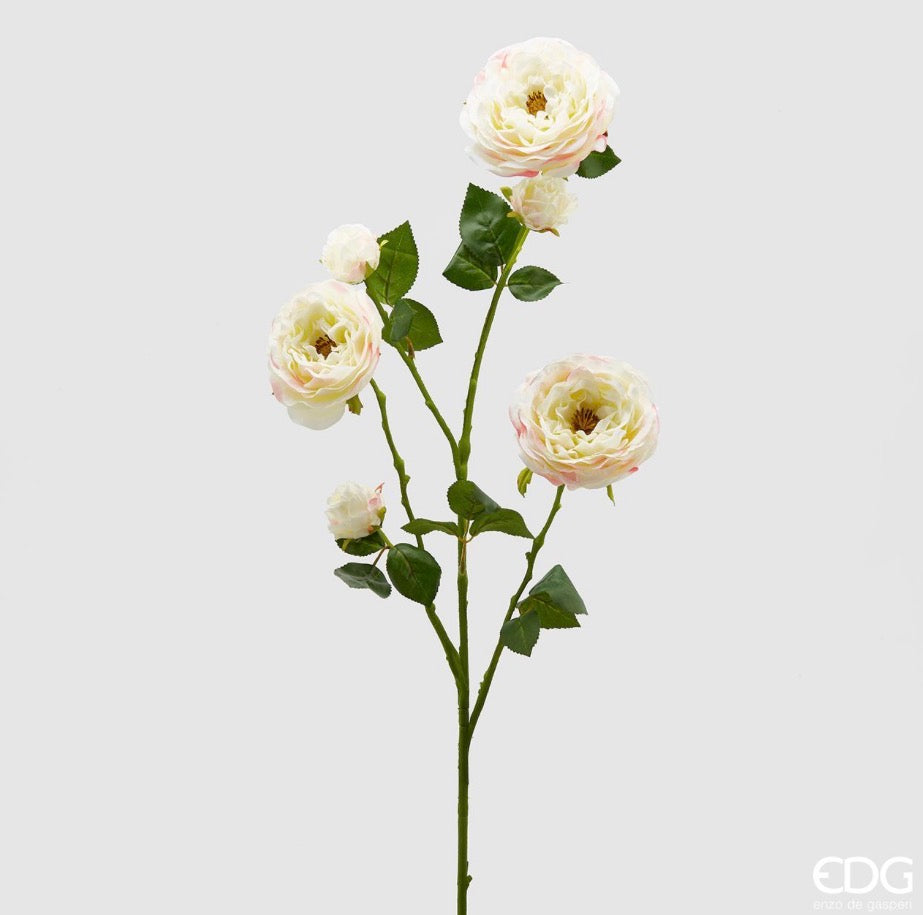 Rosa Dearest H90 - EDG - Enzo De Gasperi