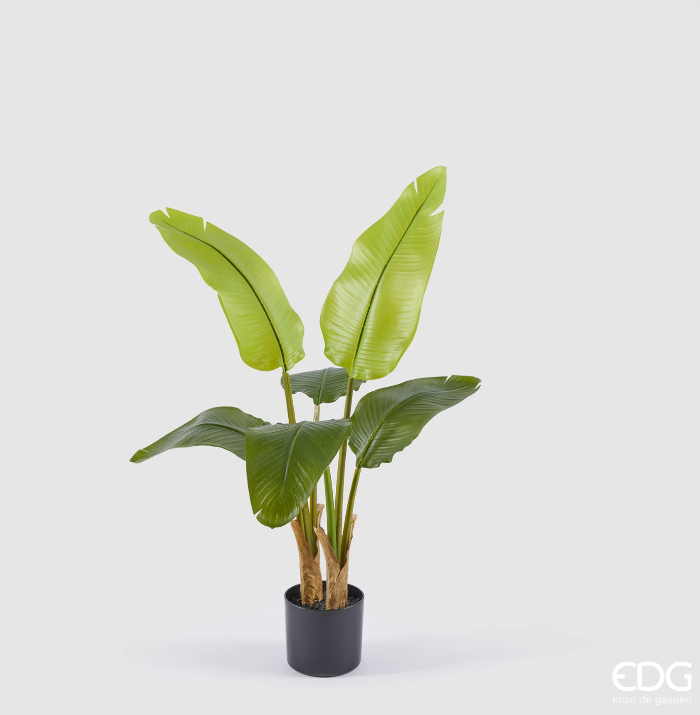 EDG Enzo De Gasperi Pianta Banano 6 foglie con Vaso H90 cm