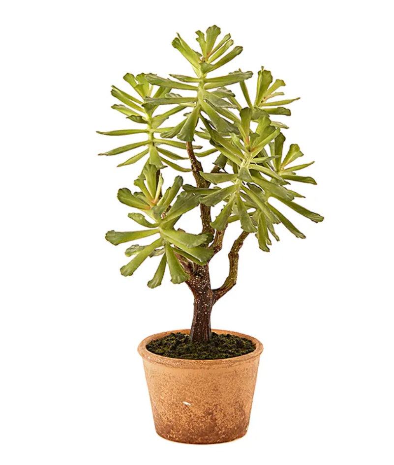 Pianta artificiale Succulent West x6 c/vaso Carta EDG - Enzo De Gasperi