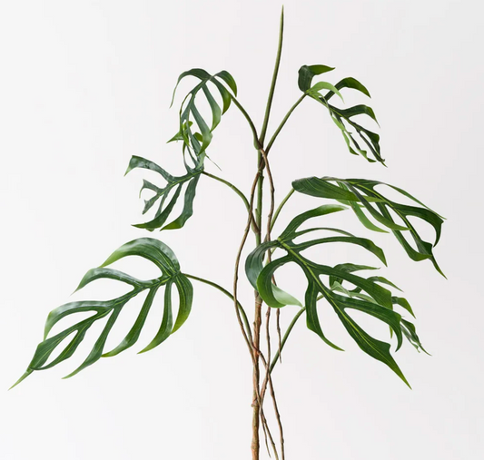 Monstera Delacerata Ramo H 142cm EDG - Enzo De Gasperi