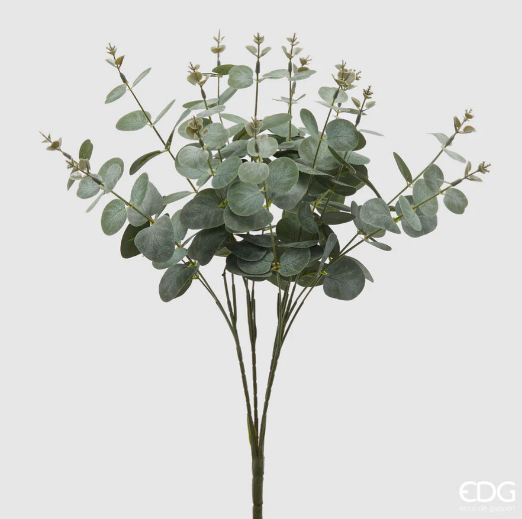 Eucalipto Cespuglio H50 cm – Eleganza Naturale EDG - Enzo De Gasperi