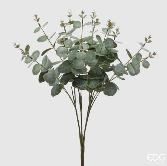 Eucalipto Cespuglio H50 cm – Eleganza Naturale EDG - Enzo De Gasperi