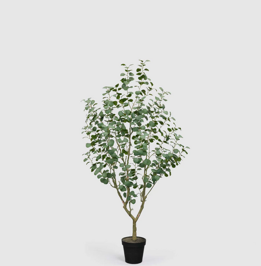 Pianta Eucalipto Vogue con Vaso H190 C5 EDG - Enzo De Gasperi