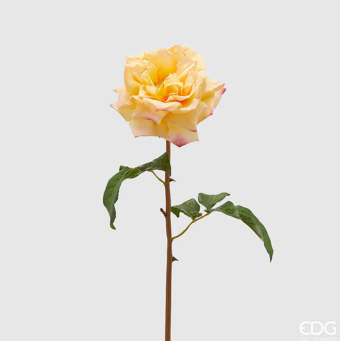 Rosa Dea Duchessa H51 - EDG - Enzo De Gasperi