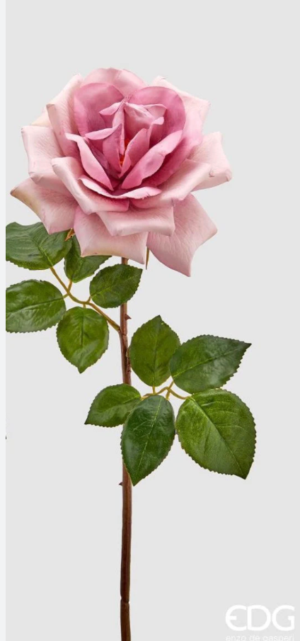 Rosa Dea Duchessa H51 - EDG - Enzo De Gasperi
