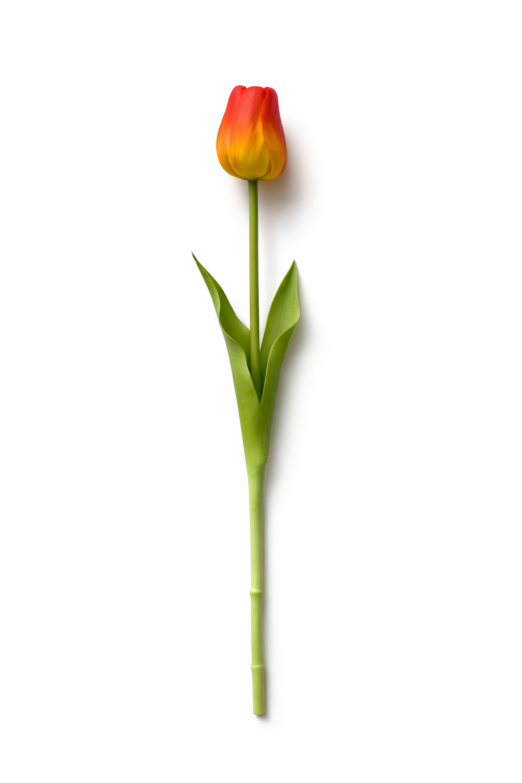 Tulipano Icona Bellomia – Stelo Singolo Soft Touch 45 cm
