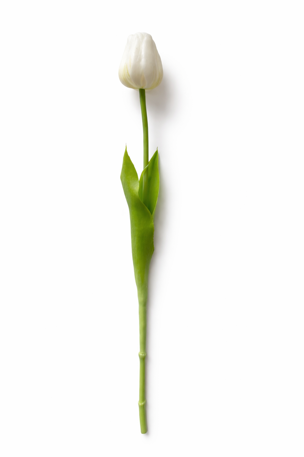 Tulipano Icona Bellomia – Stelo Singolo Soft Touch 45 cm