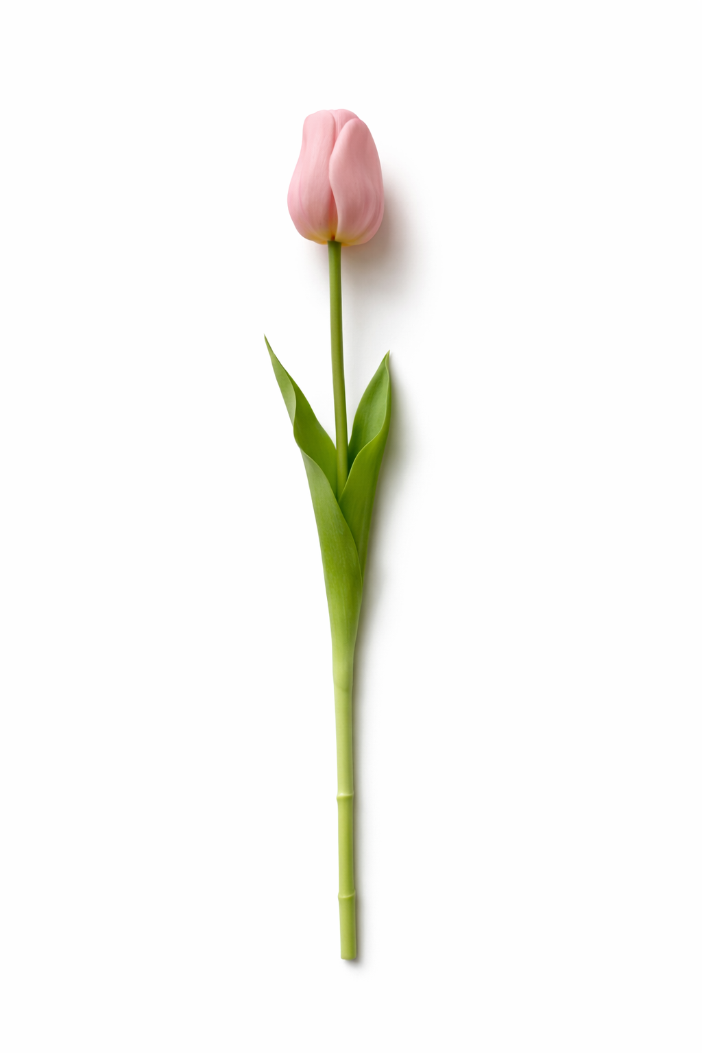 Tulipano Icona Bellomia – Stelo Singolo Soft Touch 45 cm