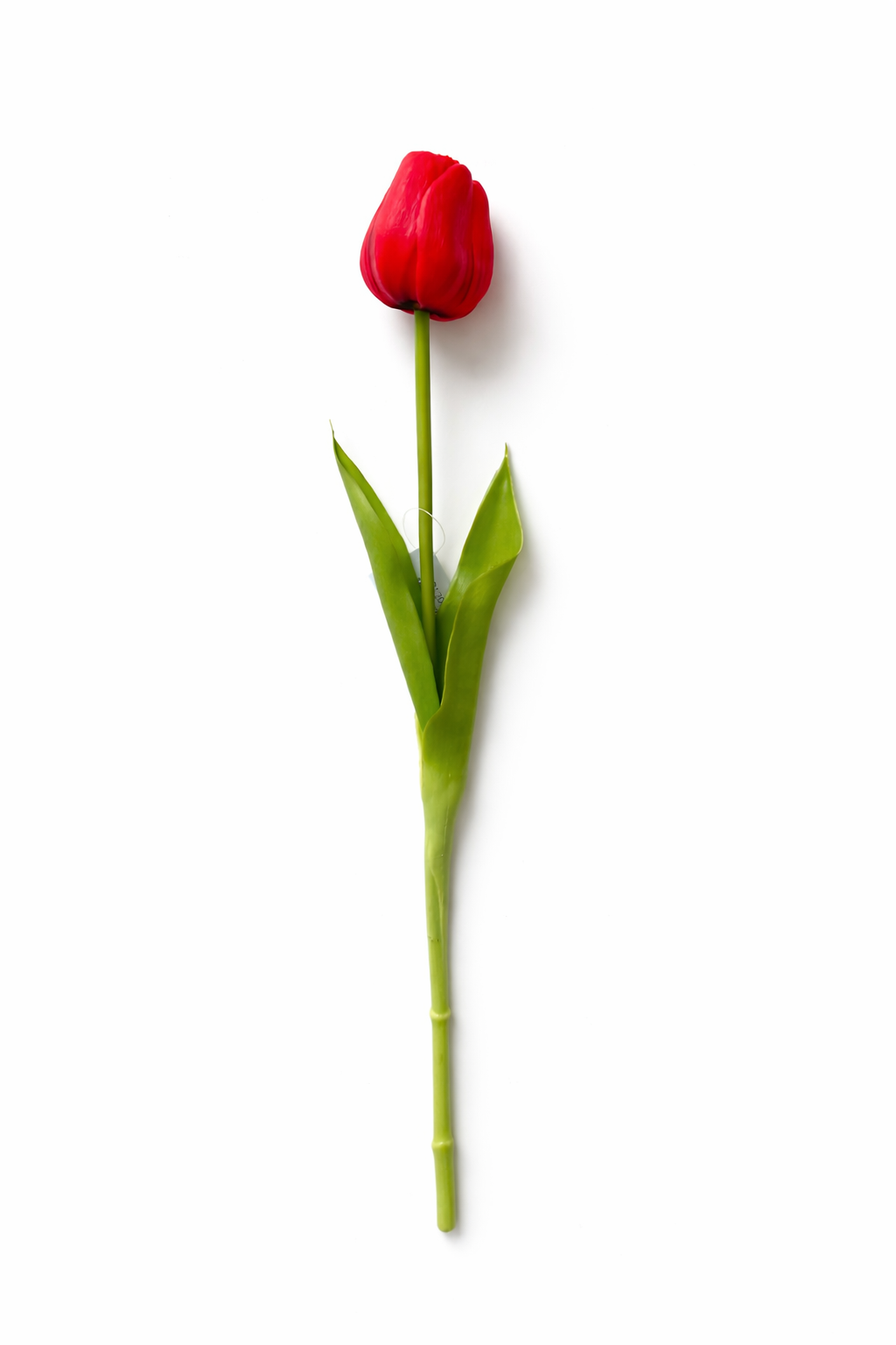 Tulipano Icona Bellomia – Stelo Singolo Soft Touch 45 cm