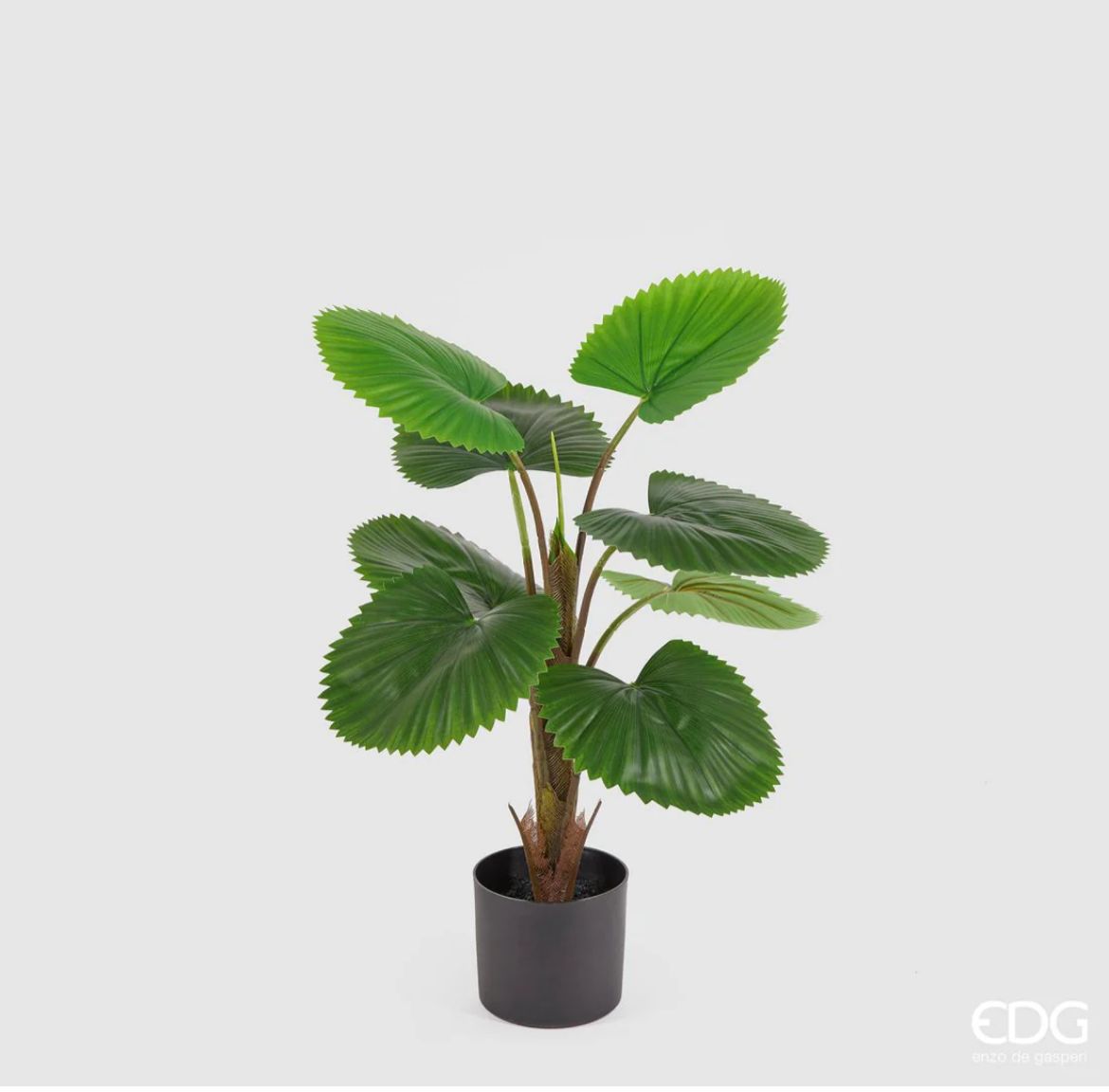Pianta Palma Camerus con vaso H70 cm EDG Enzo De Gasperi