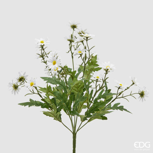 Mazzolino di Margherite EDG Enzo De Gasperi – Cespuglio H50cm