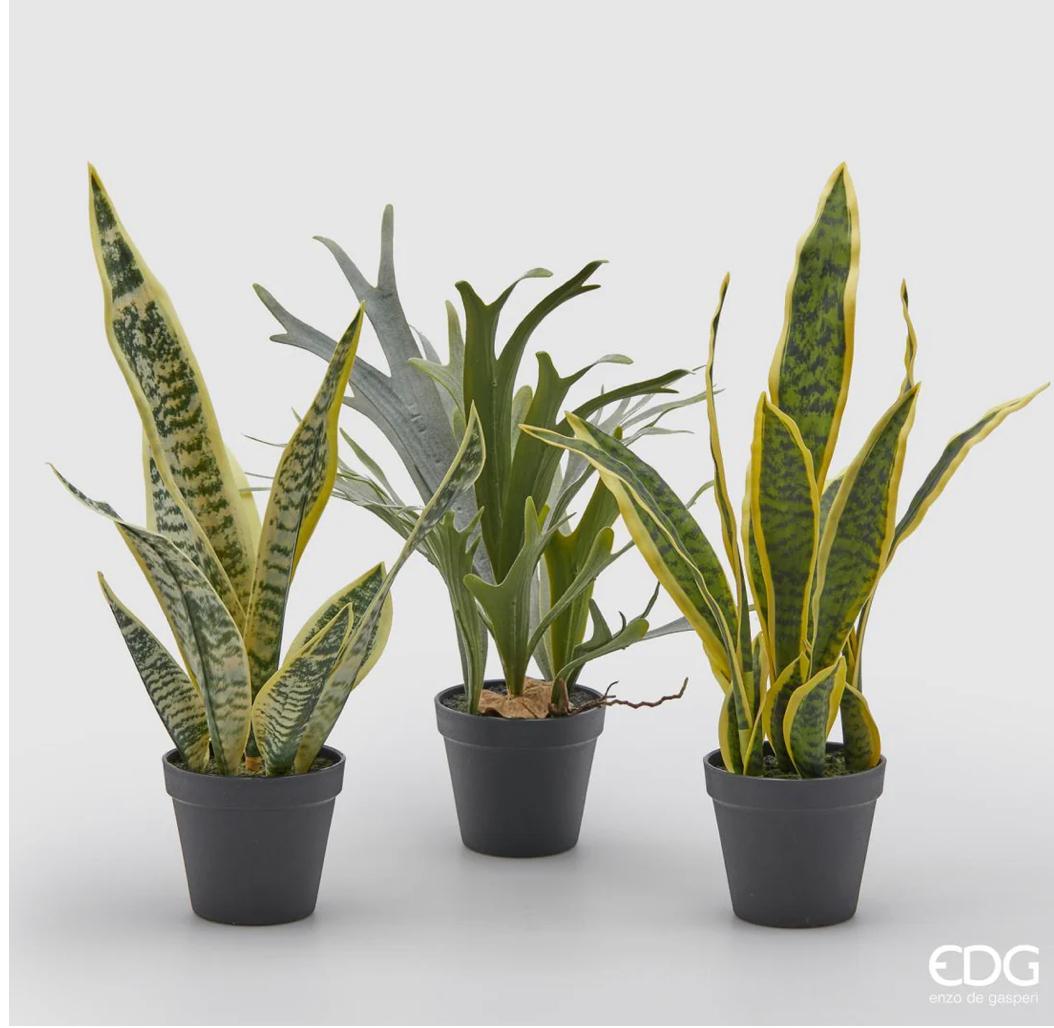 Sanseveria Pianta West con Vaso H54cm EDG - Enzo De Gasperi