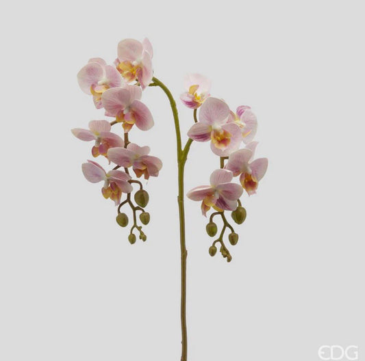 Orchidea Phalaenopsis Olis Ramo 3D H62 White Pink EDG - Enzo De Gasperi