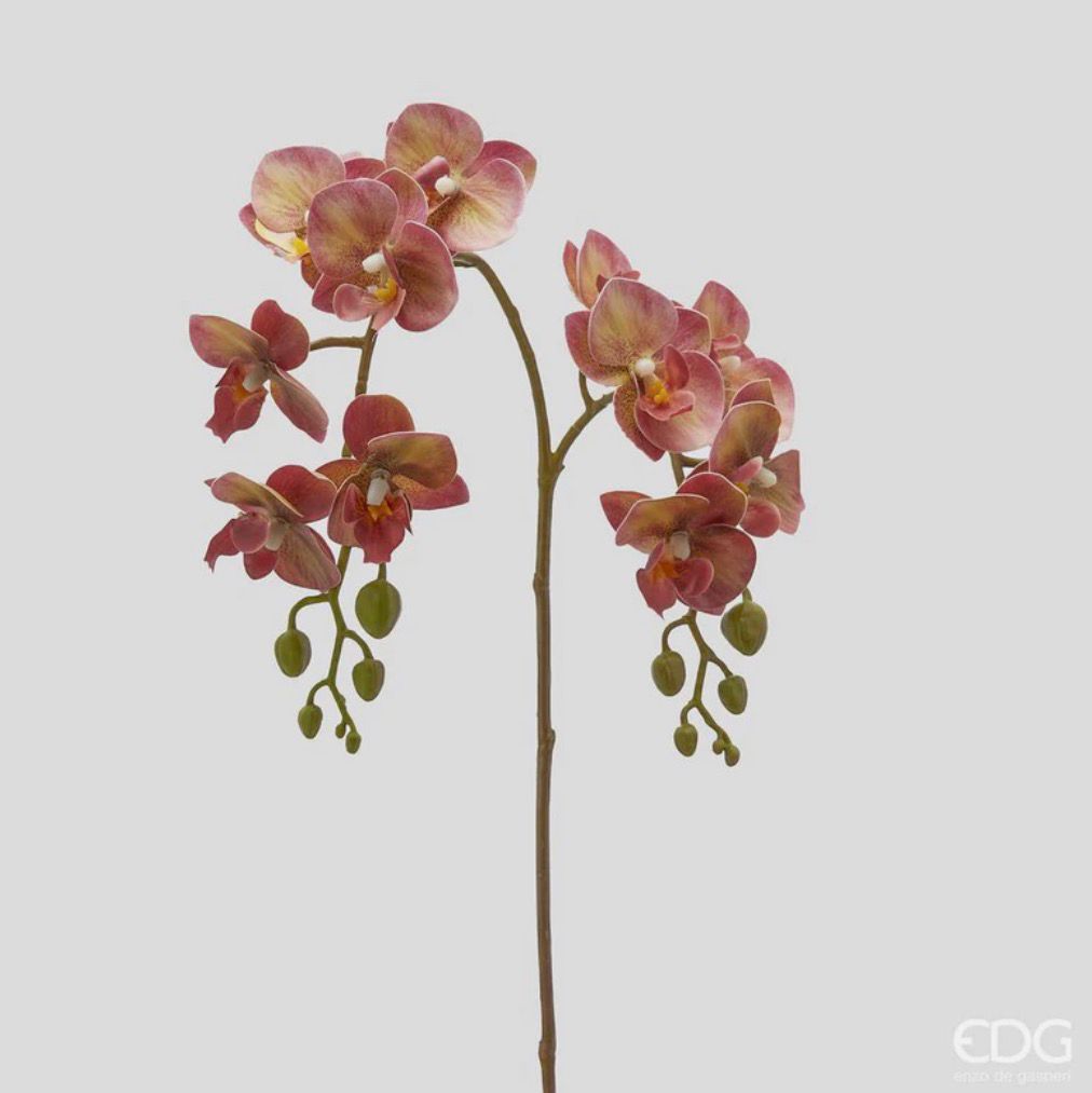 Orchidea Phalaenopsis Olis Ramo 3D H62 White Pink EDG - Enzo De Gasperi