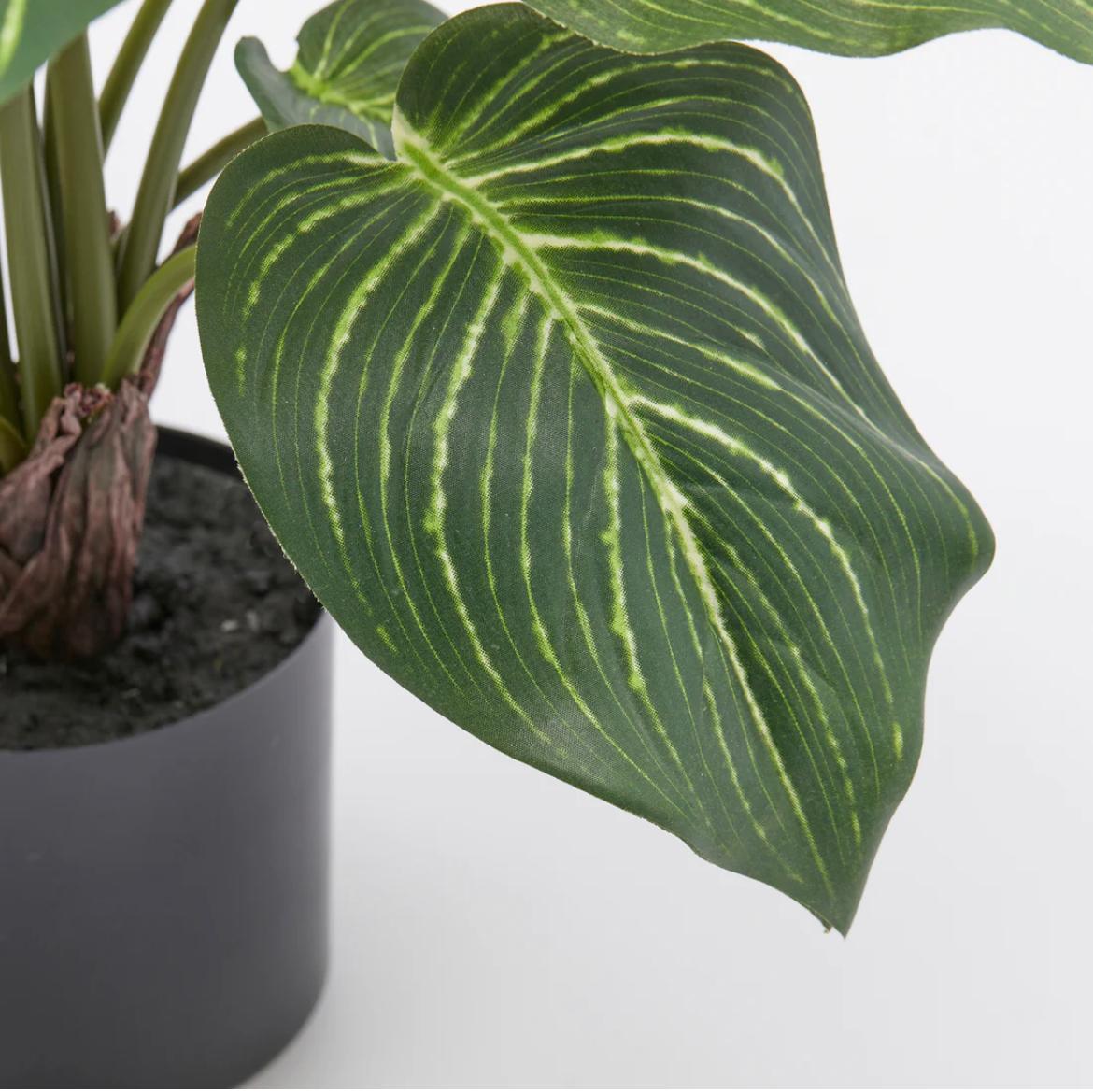 EDG Enzo De Gasperi Pianta Artificiale Calathea con Vaso H60 cm