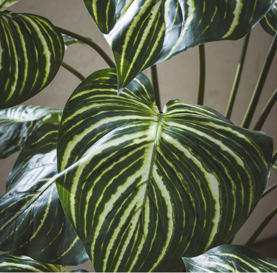 EDG Enzo De Gasperi Pianta Artificiale Calathea con Vaso H60 cm