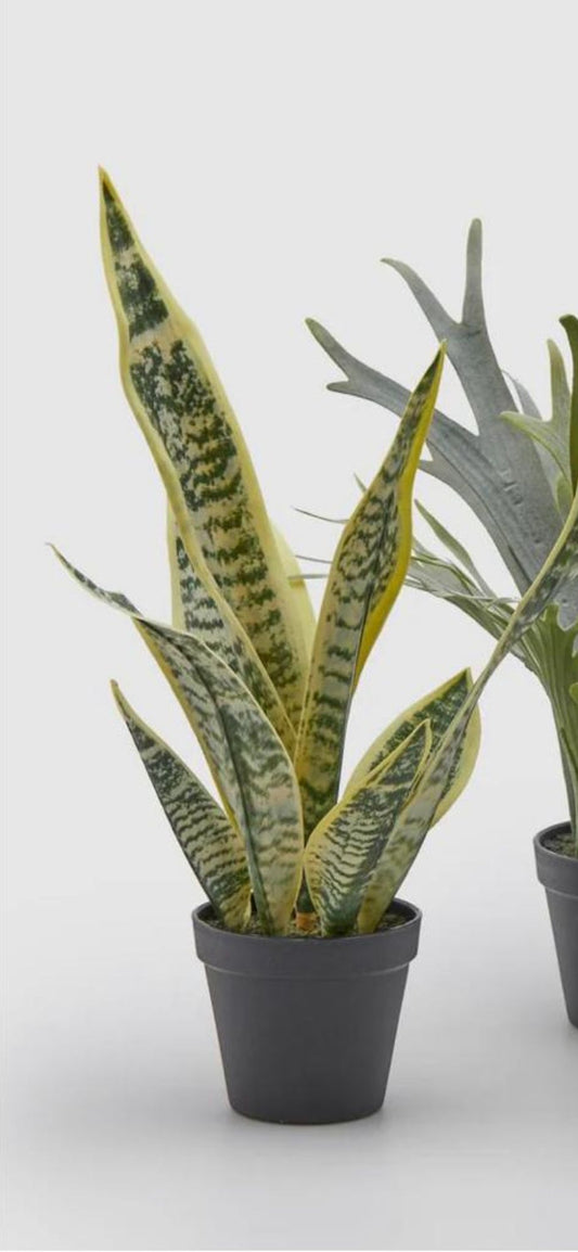 Sanseveria Pianta West con Vaso H54cm EDG - Enzo De Gasperi