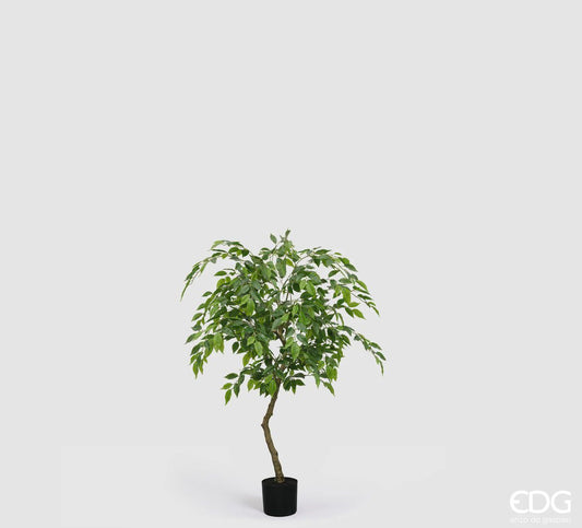 Pianta Ficus Beniamino Vogue con Vaso H100 C5 EDG - Enzo De Gasperi