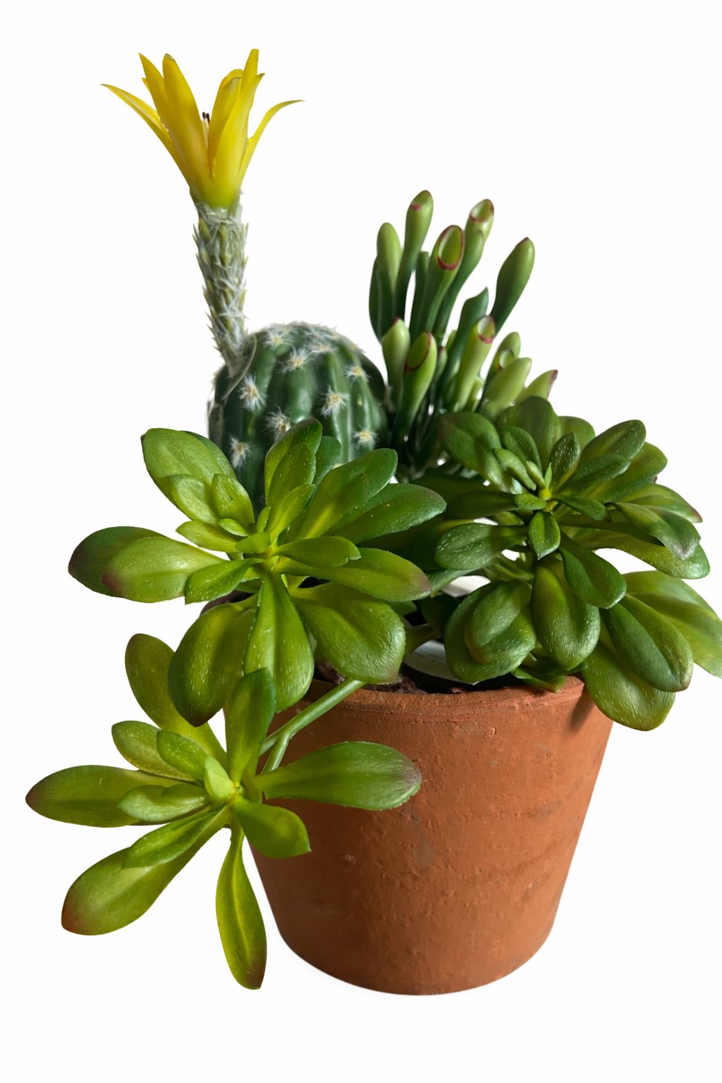 Cactus Riccio con fiore - Green White H25CM -EDG - Enzo De Gasperi