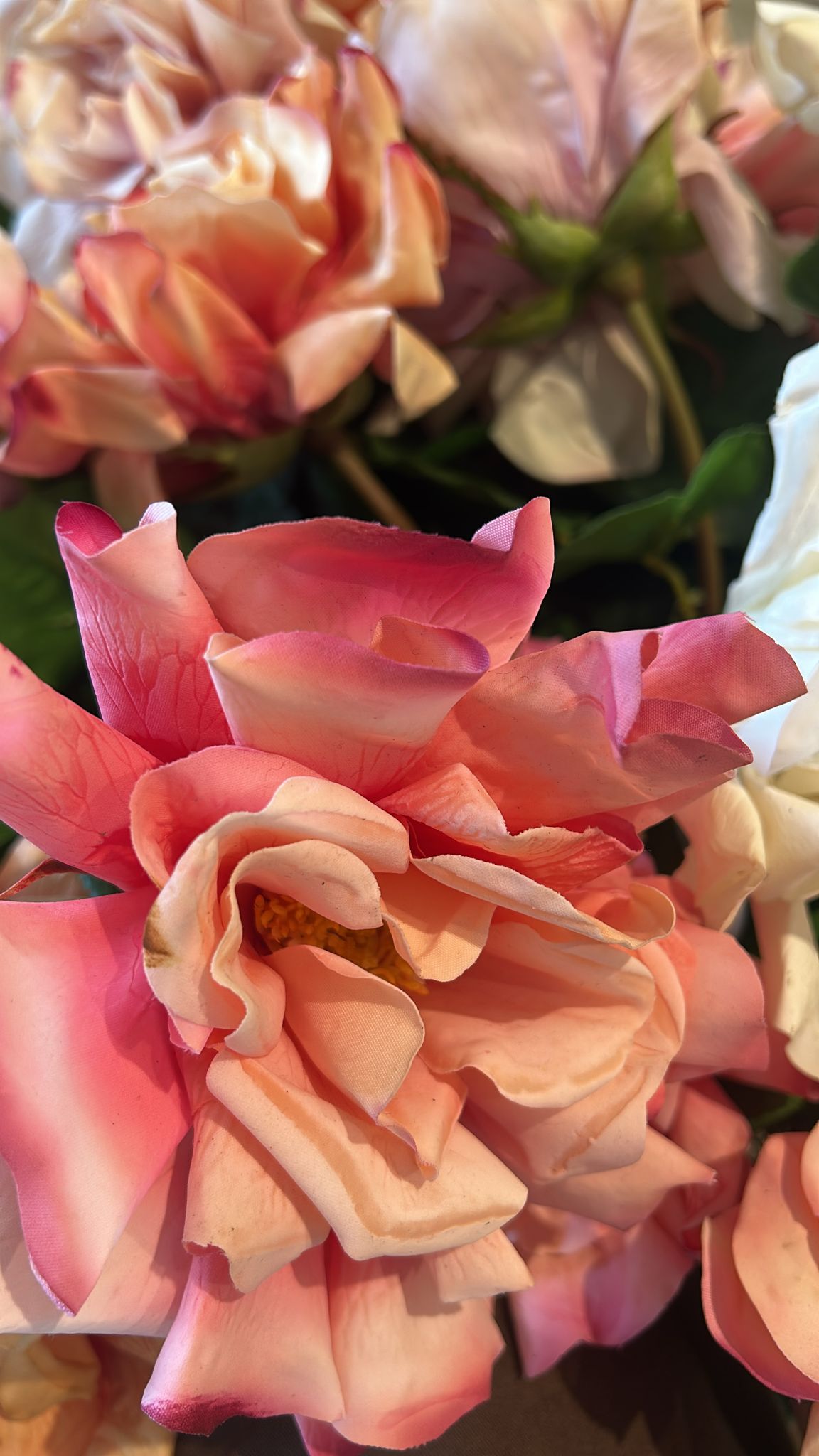 Rosa Dea Duchessa H51 - EDG - Enzo De Gasperi